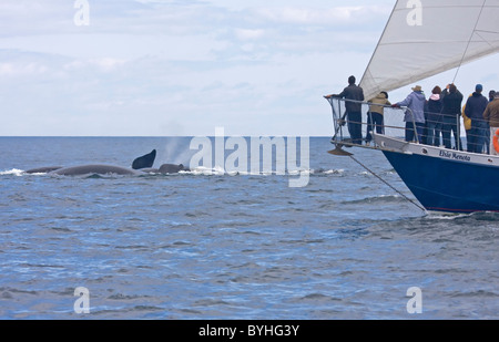 Nordatlantik Glattwal (Eubalaena Cyclopoida) Stockfoto