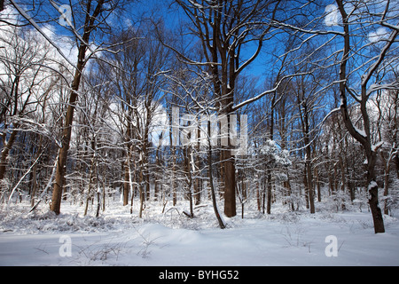 Verschneite Wälder, hohlen Jockey National Historical Park in Morristown, New Jersey Stockfoto