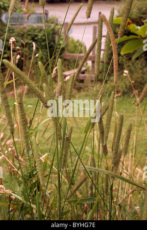 Lieschgras (Phleum Pratense: Poaceae), UK. Stockfoto