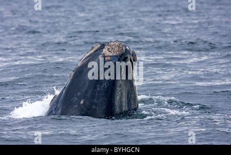 Nordatlantik Glattwal (Eubalaena Cyclopoida) Stockfoto