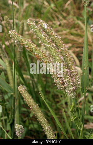 Lieschgras (Phleum Pratense: Poaceae), UK. Stockfoto