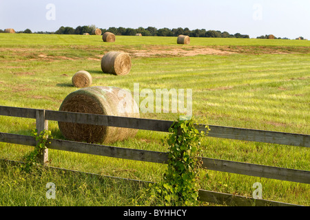 Rollen von Heu lag in einem Feld, nachdem es geschnitten worden und wartet auf Speicher gezogen wird. Stockfoto