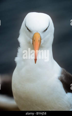 Black-browed Albatros, Diomedea Melanophris, Saunder Insel, Falkland Stockfoto