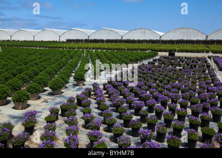 Topfpflanzen, Zierpflanzen, Beetpflanzen und Sträucher an einem Gartenbau Baumschule und Gewächshaus / Salinas, Kalifornien, USA. Stockfoto