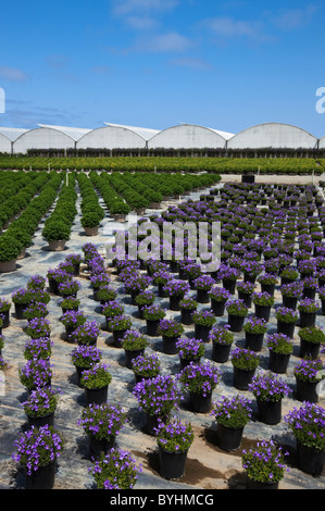 Topfpflanzen, Zierpflanzen, Beetpflanzen und Sträucher an einem Gartenbau Baumschule und Gewächshaus / Salinas, Kalifornien, USA. Stockfoto