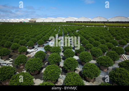 Topfpflanzen, Zierpflanzen, Beetpflanzen und Sträucher an einem Gartenbau Baumschule und Gewächshaus / Salinas, Kalifornien, USA. Stockfoto