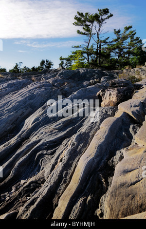 Kiefer auf dramatische Felsformation im Georgian Bay Stockfoto