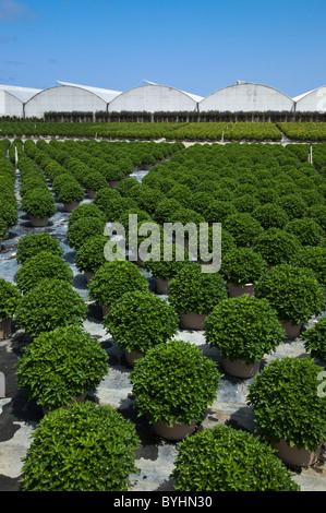 Topfpflanzen, Zierpflanzen, Beetpflanzen und Sträucher an einem Gartenbau Baumschule und Gewächshaus / Salinas, Kalifornien, USA. Stockfoto