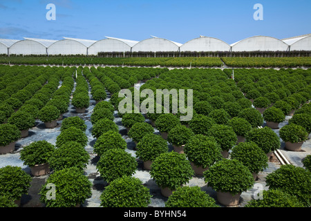 Topfpflanzen, Zierpflanzen, Beetpflanzen und Sträucher an einem Gartenbau Baumschule und Gewächshaus / Salinas, Kalifornien, USA. Stockfoto