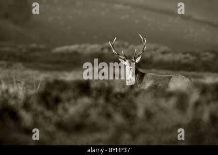 Rotwild-Hirsch auf Exmoor in schwarz / weiß Stockfoto