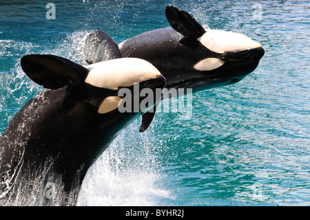 Aus blauem Wasser springen zwei Schwertwale (Orcinus Orca) Stockfoto