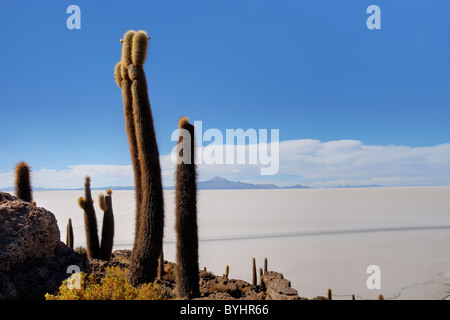 Kakteen auf Isla del Pescado auf dem Salar de Uyuni in Bolivien Stockfoto