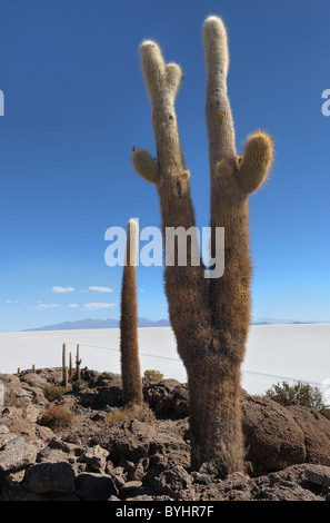 Kakteen auf Isla del Pescado auf dem Salar de Uyuni in Bolivien Stockfoto