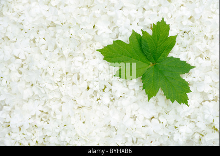 Weiße Blume Blüten und Blätter - Hintergrund Stockfoto