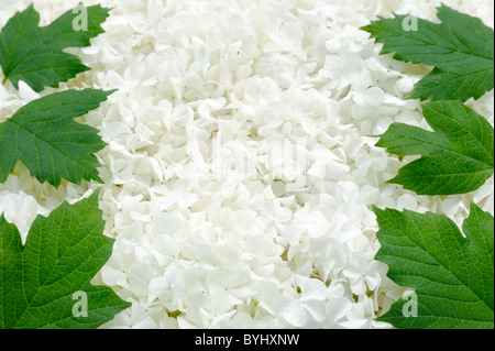 Grüne Blätter über kleine weiße Blüten - Hintergrund Stockfoto