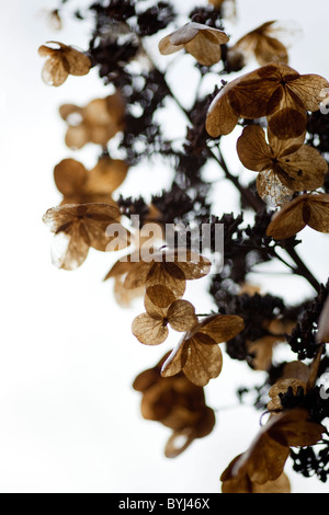 Hydrangea Paniculata Blütenköpfchen im Winter getrocknet Stockfoto