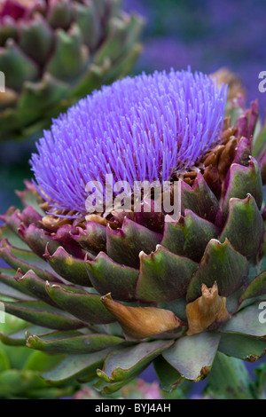 Artischocke (Cynara Cardunculus) Stockfoto