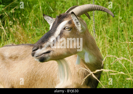 Ziege Stockfoto