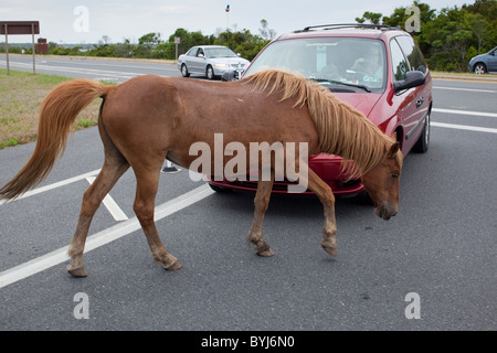 USA, Maryland, Assateague Island National Seashore, wilde Pferde zu Fuß vor der Touristen-Autos auf Assateague Insel Stockfoto