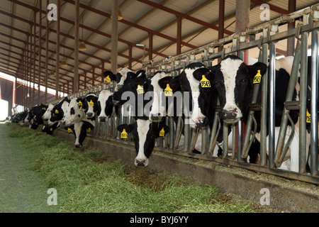 Neugierig Holstein Milchkühe ernähren sich von Silage in einem Laufstall in einer großen Molkerei California / San Joaquin Valley, Kalifornien, USA Stockfoto