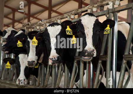 Vieh - neugierig Holstein Milchkühe in einem Laufstall in einer großen Molkerei California / San Joaquin Valley, Kalifornien, USA. Stockfoto