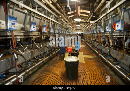 Arbeiter Melken Operationen im Inneren der Molkerei Stube in eine große California Molkerei / San Joaquin Valley, CA, USA. Stockfoto