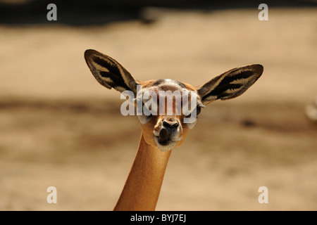 Die Gerenuk (Litocranius Walleri) Stockfoto