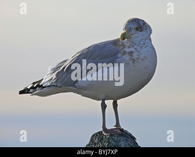 Die Möwe Jonathan Stockfoto