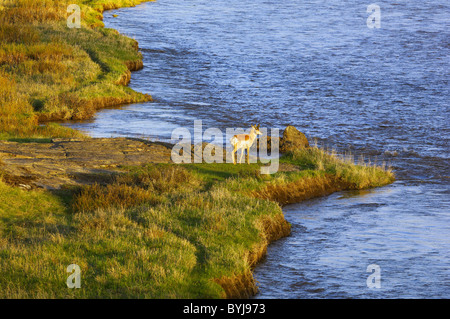 Gabelbock Buck entlang des Flusses Lamar im Yellowstone National Park. Stockfoto