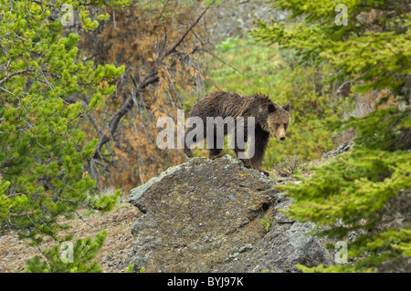 Grizzly Bären zu Fuß über große Felsbrocken. Stockfoto