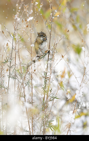 Wenigsten Chipmunk ernähren sich von Samen in niedrigen Büschen bei Schneesturm. Stockfoto