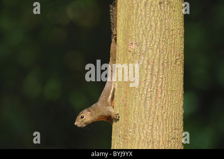 Wegerich Eichhörnchen (Callosciurus Notatus) in einem Park von Singapur, Asien. August 2006. Stockfoto