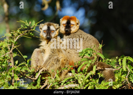 Männliche und weibliche rot-fronted brauner Lemuren (Eulemur Rufus), Madagaskar Stockfoto
