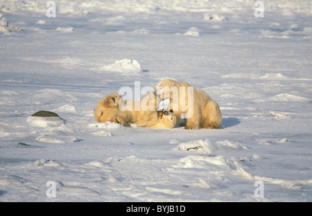 Eisbär (Ursus Maritimus) zwei junge Männer spielen kämpfen auf dem Schnee - Churchill - Baden-Wurttemberg - Kanada Stockfoto