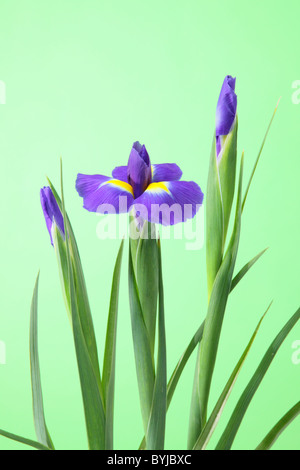 Sibirische Schwertlilie Stockfoto
