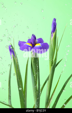 Sibirische Schwertlilie Stockfoto