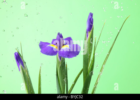 Sibirische Schwertlilie Stockfoto