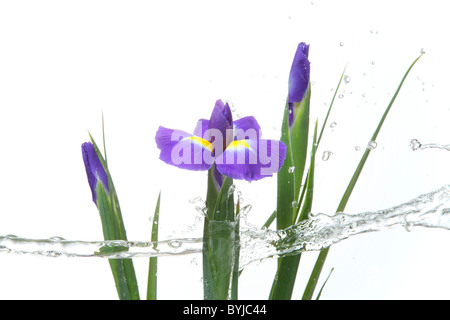 Sibirische Schwertlilie Stockfoto