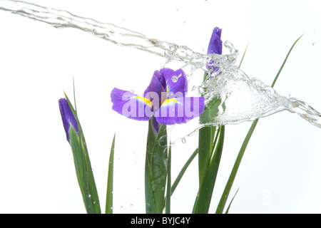 Sibirische Schwertlilie Stockfoto