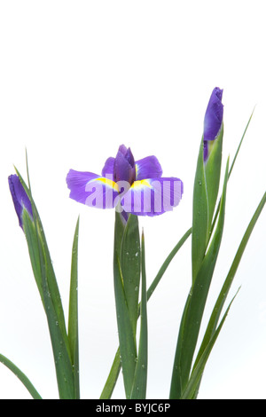 Sibirische Schwertlilie Stockfoto