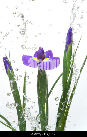 Sibirische Schwertlilie Stockfoto