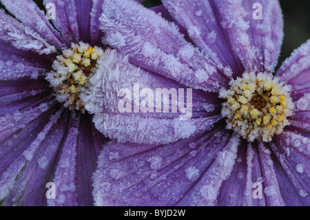 Frost auf den Lila Kosmos Blumen Stockfoto