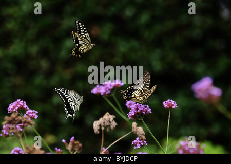 Schwalbenschwanz Schmetterlinge Stockfoto