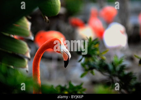 Phoenicopterus Ruber. Porträt von Flamingos in einem Rahmen von grünen Blättern. Stockfoto