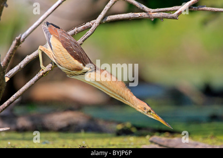 Zwergdommel (Ixobrychus Minutus), männliche bereit um zu streiken. Lake Kerkini, Griechenland. Stockfoto