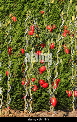 Tomate (Solanum Lycopersicum). Pflanzen mit reifen Früchten auf Tomaten-Sticks. Stockfoto