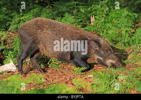Wildschwein (Sus Scrofa) auf der Suche nach Nahrung. Highland Wildlife Park, Schottland. Stockfoto