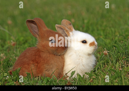 Hauskaninchen, Zwerg-Kaninchen (Oryctolagus Cuniculus F. Domestica). Zwei Personen auf einer Wiese. Stockfoto
