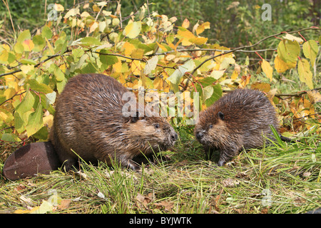 Amerikanischer Biber, kanadische Biber (Castor Canadensis), Erwachsenen- und einjährige Youngster auf einer Bank neben Niederlassungen. Stockfoto