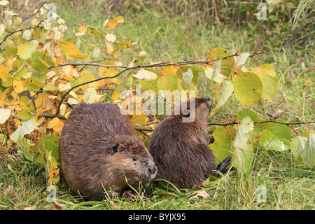 Amerikanischer Biber, kanadische Biber (Castor Canadensis), Erwachsenen- und einjährige Youngster auf einer Bank neben Niederlassungen. Stockfoto